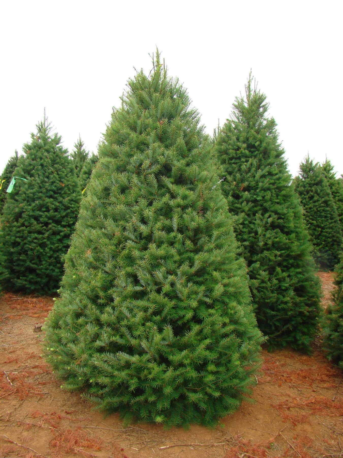 Douglas Fir - Real Christmas Tree - Size Large 5'ft - 6'ft