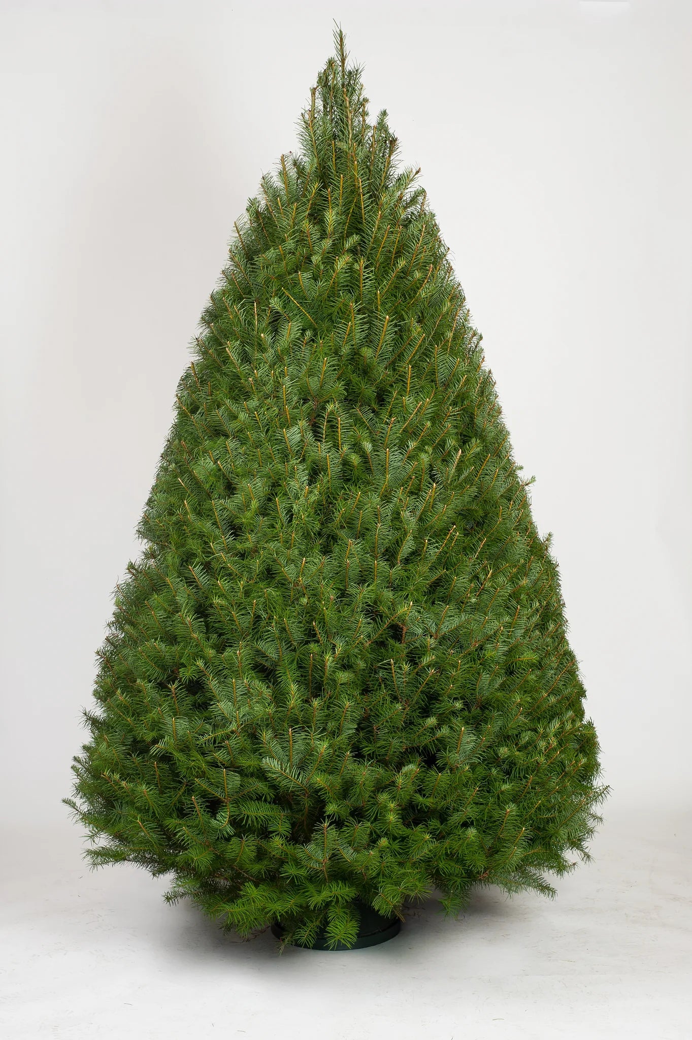 Douglas_Fir_Christmas_Tree_1024x1024_2x_05703c2a-ad49-4d3d-9350-bcc42ec9fdd9.webp