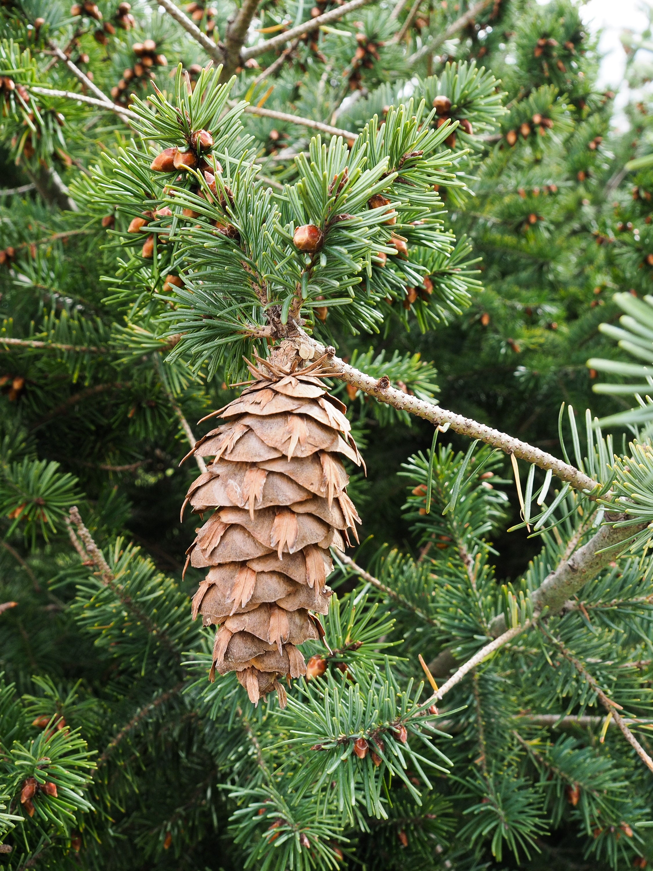 Douglas Fir - Real Christmas Tree - Size Large 5'ft - 6'ft